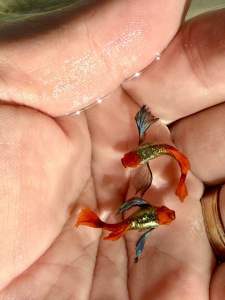 🔥HOT🔥 Platinum Koi Dumbo Big Ear SHORTBODY 🇻🇳 Guppy Fish Pair (PREMIUM TOP GRADE)