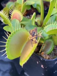 【6512人好评】食虫植物网红驱蚊盆栽儿童好养绿植捕蝇草食人花室内水培好养绿植