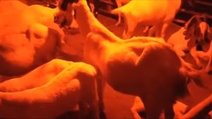 สินค้าใหม่ JMF หลอดไฟไล่ยุงและแมลง ไฮวัต 45w LEDใช้ไฟบ้าน 220v ขั้วE27นวัตกรรมใหม่ หลอดไล่ยุง ใช้ไล่ยุงในฤดูฝนได้ดี แสงสีแดง