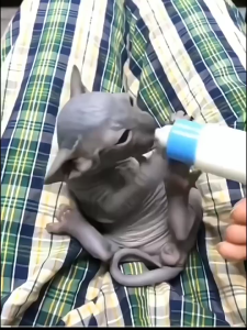 Bình sữa bú cho chó mèo sơ sinh (Có 2 size) - T3 PETS SHOP