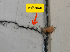 🔶ศัตรูตัวร้ายของมด🔶 เจลกำจัดมด เหยื่อมด สูตรใหม่อัปเกรด ดึงดูดรวดเร็ว มดตายยกรัง ป้องกันได้นานถึง 12 เดือน ยาฆ่ามด ยาหยอดมด เจลฆ่ามด เจลไล่มด เจลน้ำหวานมด ใช้ได้ในบ้าน เหมาะสำหรับทุกสถานที่ กำจัดแมลงสาบได้ด้วย ปลอดภัยและได้ผลจริงค่ะ