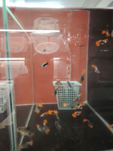 (tuxedo koi sb)红头短身