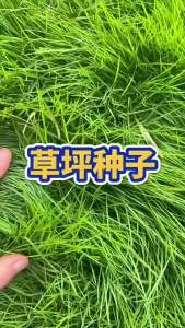 (爆款种子)草坪种子台湾2号细叶结缕草低矮生四季青草种台湾草草籽绿化草籽