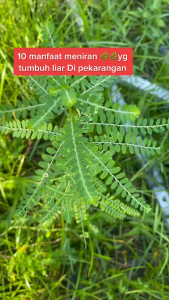 Daun Meniran Segar / Obat Herbal Daun Meniran Segar Langsung Petik Saat Order Masuk
