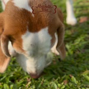 Absolute Bites Wild Age Dry Dog Food 22lbs -Assorted (Salmon Pork Beef Duck Lamb)