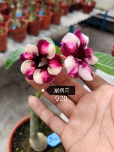 Adenium Obesum Bonsai ID 920 紫枫云 富贵花