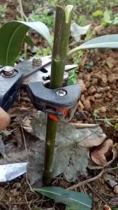 Ultimate Guide to Plant Cut Pruner, Grafting Tool & Branch Cutter Scissor