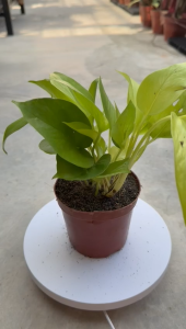 Neon Pothos Epipremnum Aureum Bright Green Money plant Indoor Plant with Pot