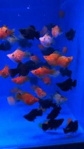 Mix Balloon Molly/ Freshwater/ 杂波子