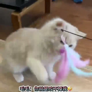 CFA-Competition-Ready Wooden-Handle Feathered Teaser Rod for Cats Durable Elastic Rod with Rechargeable Polka Dot Replacement Heads