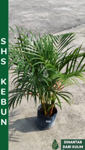 Pokok Areca Palm 散尾葵 Yellow Palm Dypsis Lutescens Pinang Kuning Pokok Hiasan Pokok Hidup Pokok Landskap SHS Kebun