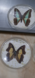 Set of 6 Real Butterfly Specimens in Resin | Home Deco Collectible Vintage