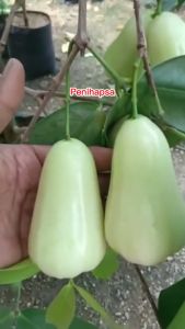 Bibit Jambu Air Taiwan Super Green TSG Super Okulasi