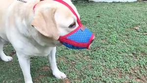 Rọ mõm Chó bằng vải lưới xốp mềm mại và thoáng khí có dây quàng qua đầu - Love Pets Shop