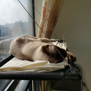 Cat Hammock Nest Suction Cup Hanging Basket Window Hanging Nest Sun Handy Gadget Cat Swing Glass Hammock Cat Supplies