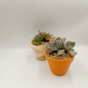 Chậu đất nung chậu sen đá - Ly gờ 98 miệng chậu 9cm chiều cao 8cm