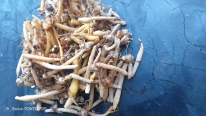 1 Kg Temu Kunci / TemuKunci Segar