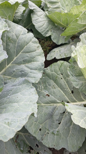 FUNGISIDA BARONIL 65/20 WP 500GR / BELI 3 GRATIS 1 KAOS | Klorotalonil 65% dan Simoksanil 20%