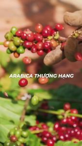 [TẶNG BÌNH] Hộp Quà Cà Phê 100% Chồn THẬT Nguyên Chất - Giấc Mộng Viễn Đông - Hũ 70g - Chính Hãng Ban Me Gold - Honee Coffee