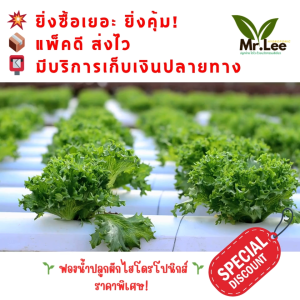 Mr.Lee Hydroponic ฟองน้ำปลูกผักไฮโดรโปนิกส์เกรดพรีเมียม 96 ช่อง | เนื้อละเอียด ซึมน้ำดี ปลูกง่าย โตไว เหมาะกับผักสลัดทุกชนิด | พร้อมส่ง 10 แผ่น  *แบบมีขอบ*