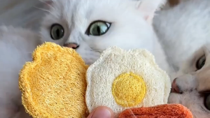 Đồ chơi xơ mướp có cho thú cưng giúp mèo giảm căng thẳng mài răng/móng - Đồ chơi cho thú cưng - Tiệm Mèo Moa