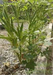 TERLARIS!!! 300 BIJI BENIH OKRA HIJAU SUPER UNGGUL bibit benih okra mudah tumbuh