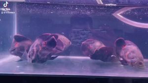Bùn khoáng núi lửa 100gr cho cá rồng (Arowana) La hán Dĩa Cá săn mồi Phát triển màu sắc - Cá sung khỏe - Tăng độ bóng vảy  Huyết Long
