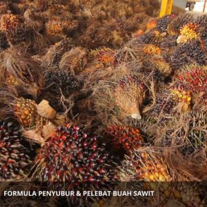 Pupuk Penyubur Bibit Sawit / Obat Penyubur Tanaman Sawit / Pupuk Penyubur Kecambah Sawit Daun