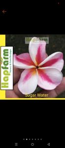 BIBIT CUTTING PLUMERIA KAMBOJA BALI SUGAR WATER JEPUN BALI