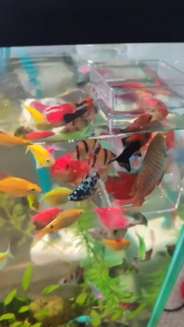 Cám Trùn Huyết - Thức ăn tươi sấy khô giàu dinh dưỡng cho cá bảy màu cá betta cá vàng guppy...