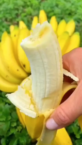 Bibit Tanaman Buah Pisang Cavedis Unggul Siap Tanam