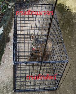 กรงดักสัตว์ กรงดักแมว กรงดักสนัขพันธุ์เล็ก 36x36x40 หรือยาว 66x40 เซนแข็งแรง ช่วยงานได้ประสบการณ์ 365 วัน ด้วย ปริมาณ 2-3 ครั้ง