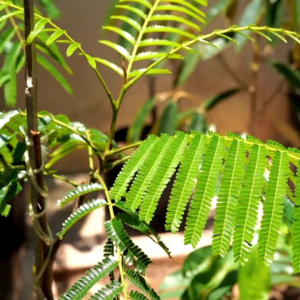 pupuk booster petai 500ml - meningkatkan kesuburan tanah - meningkatkan hasil panen