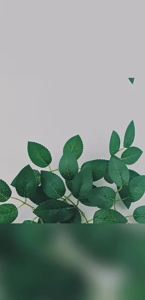OUHOE | 【D】10/30/50pcs Artificial Rose Leaves Greenery Fake Flower Leaves for DIY Craft Home Decor