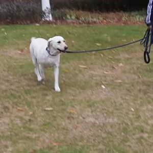 3M-50M Reflective Dog Leash With Comfortable Padded Handle Heavy Duty Traction Rope For Strong Dogs - Enhance Safety And Contr