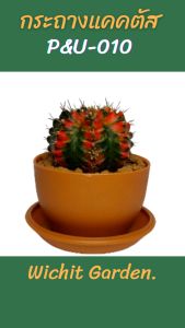 กระถาง PU010 ขนาด 2.5 นิ้ว คละสี 50 ใบ กระถางกระบองเพชร กระถางปลูกต้นไม้ เนื้อพลาสติกแน่นหนาทนทาน กระถางแคคตัส กระถางกระบองเพชร
