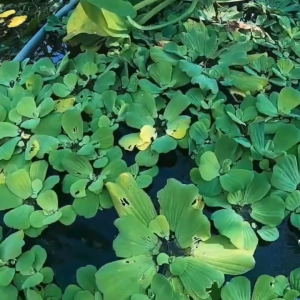 Thuốc Trừ Sâu Bèo sinh học NEEM NANO - An toàn cho Ốc và vật nuôi - Hiệu quả cực nhậy