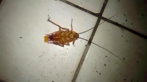 50pcs Cockroach Killer Powder One Can Infect Hundreds Odorless Non-Irritating Long-Lasting Effect For Kitchens Cabinets Drains Bathrooms Storage Rooms Cockroach Bait Traps Roach Killer