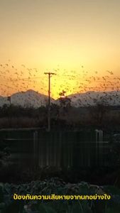 เครื่องไล่สัตว์ที่พัฒนาด้วยพลังงานแสงอาทิตย์ 50 ปี ไม่มีนกหรือหนู รวมกับเครื่องไล่สัตว์ที่สุด ขับไล่ ผู้ช่วยเสริมสร้างความชุ่มชื่น คลื่นไล่นก และสุขภาพการต่อสู้