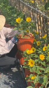 Hạt Giống Hoa Hướng Dương Tháp Siêu Bông – Dễ Trồng Hoa Lớn Lâu Tàn