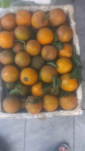 ( 1kg ) Cam Vinh Nghệ An Chính Gốc – Vỏ Mỏng – Cam Chín Tự Nhiên Mọng Nước – Trái Tươi Không Phủ Sáp