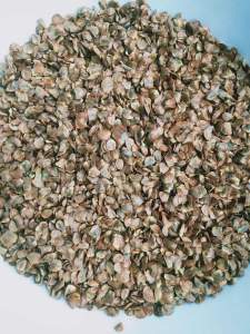 hạt giống cây hoàng đàn tuyết lạng sơn giống hoàng đàn đỏ chuẩn 100%