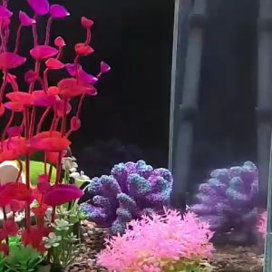 ตู้ปลา เพิ่มสีสัน กำลังได้รับประสบการณ์ใหม่ สร้างสภาพแวดล้อมเป็นธรรมชาติ อยู่อาศัยสำหรับปลา ตกแต่ง