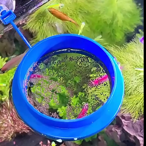 Aquarium Floating Food Tray Feeder Fish Feeding Ring Circle Tool with Suction Cup
