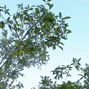 SIMPLE.Jสายรัดกันลื่นหิมะ สายรัดรองเท้ากันลื่น แผ่นสตั๊ดติดรองเท้า สำหรับเดินบนหิมะ และ น้ำแข็ง รองเท้าหิมะ หมุดเหล็ก เดินบนหิมะ สายกันลื่นหิมะ 