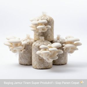 Bibit Jamur Tiram Putih F2 Media Serbuk Kayu Dan Campuran Tepung Jagung