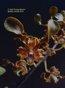 Anggrek Dendrobium Helix Pomeo Brown remaja bibit bunga keriting kriwil dendro spesies Papua