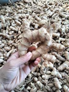 NGẢI CHỐNG ĐỘC TƯƠI ( 7 phần già 3 non) ( NÓI KHÔNG VỚI NGHỆ TRẮNG NHA KHÁCH)cam đoan 100% đúng hàng