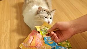 combo 10 gói - 20 gói - 30 gói ức gà hấp hãng S2Pet dành chomèo - T3 PETS SHOP