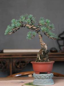 Chinese Style Zen Pine Tree Bonsai Indoor Tea Table Decorative Living Room Office Bedroom Balcony Courtyard Gift for Elders